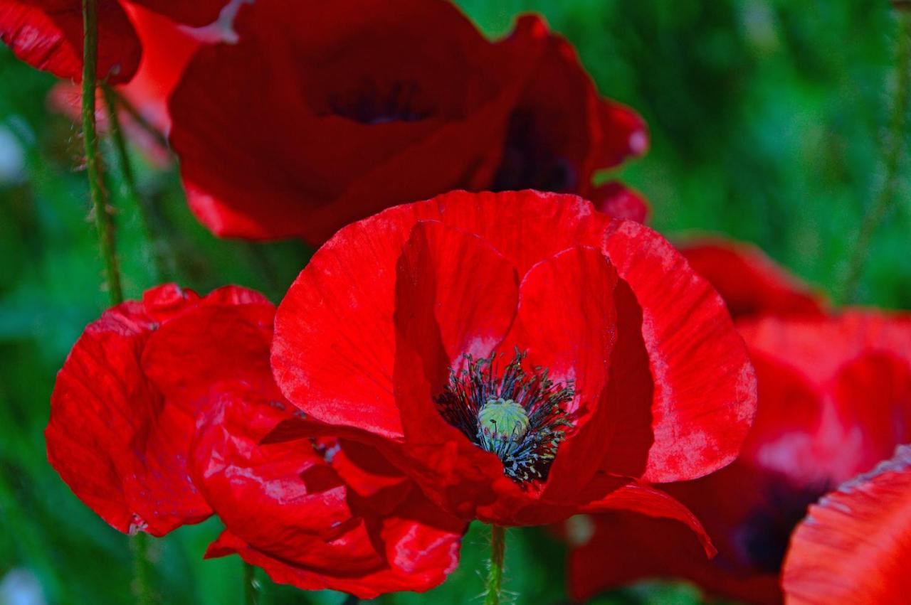 Poppy Flower Apartment Budapeşte Dış mekan fotoğraf