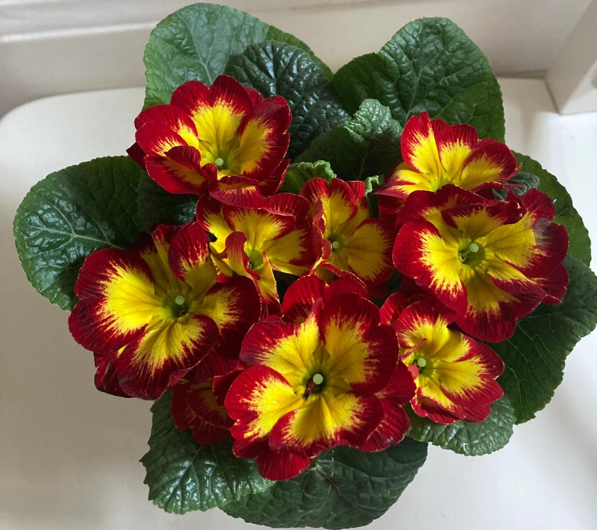Poppy Flower Apartment Budapeşte Dış mekan fotoğraf